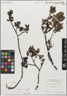 Foto von Salix glabra Scop. x Salix myrsinifolia Salisb.